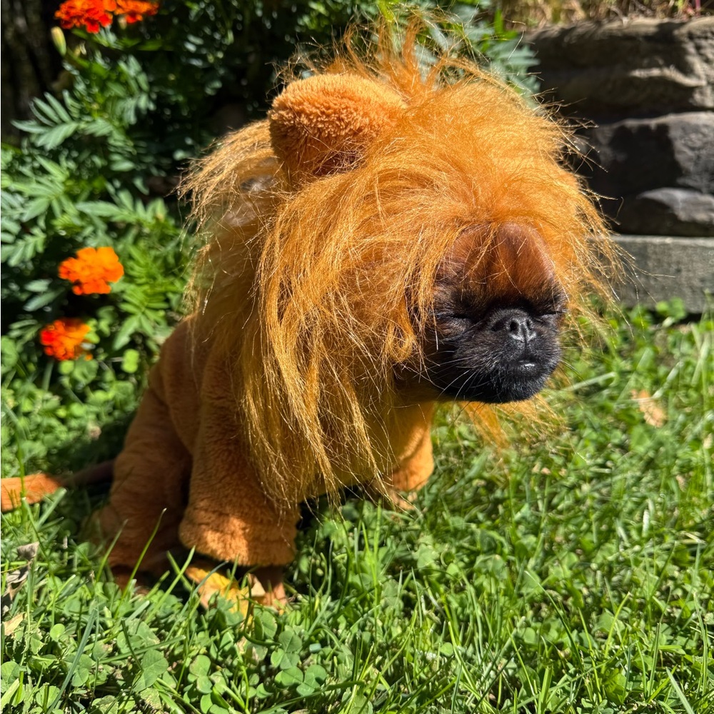 Halloween pet costume dog cat lion onesie four leg medium small breeds